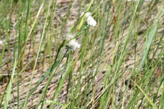 Eriophorum viridicarinatum