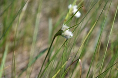 Eriophorum viridicarinatum
