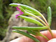 Delosperma monanthemum