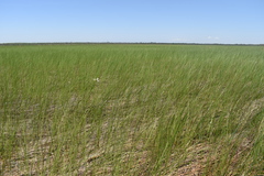 Eriophorum viridicarinatum