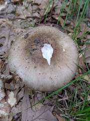 Amanita submaculata