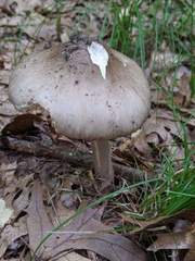 Amanita submaculata