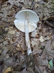 Amanita submaculata