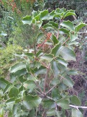 Quercus coccifera coccifera