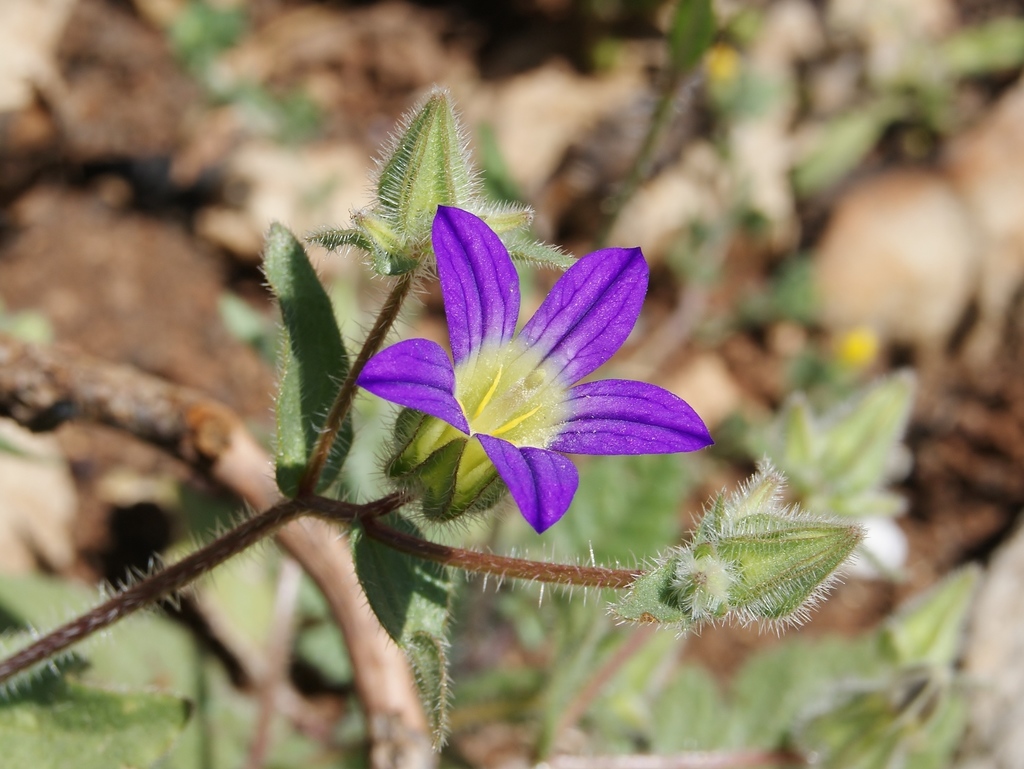Jerusalem Bellflower