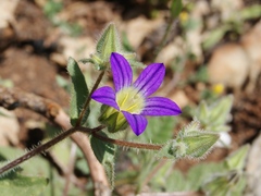 Campanula hierosolymitana