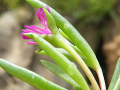 Delosperma monanthemum
