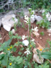Linaria chalepensis