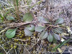 Globularia bisnagarica