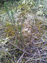 Fumana ericifolia