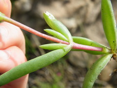 Delosperma monanthemum
