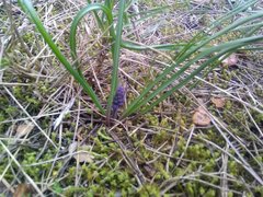 Muscari neglectum