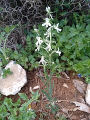 Linaria chalepensis
