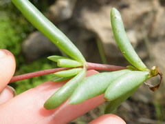 Delosperma monanthemum