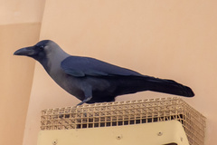 Corvus splendens