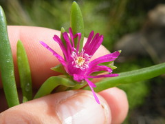 Delosperma monanthemum