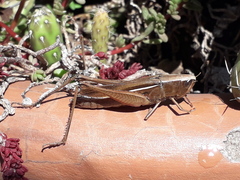 Amblytropidia australis