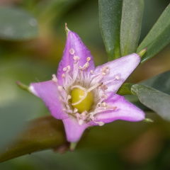 Sesuvium portulacastrum