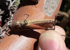 Amblytropidia australis