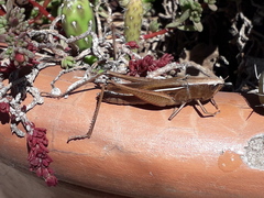 Amblytropidia australis