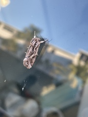 Spodoptera pulchella