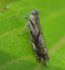 Brixia insularis