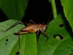 Brachyteleutias
