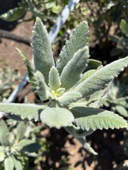 Eriodictyon crassifolium