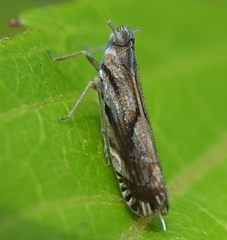 Brixia insularis