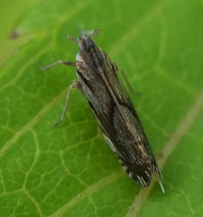Brixia insularis