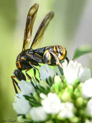 Leucospis gigas