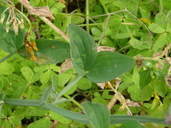 Lathyrus tingitanus