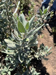 Eriodictyon crassifolium