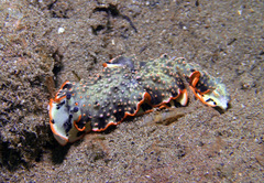 Dermatobranchus ornatus