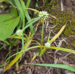 Cyperus dubius