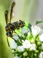 Leucospis gigas