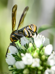 Leucospis gigas