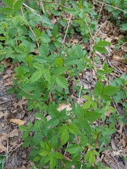 Rubus idaeus strigosus