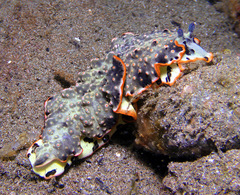 Dermatobranchus ornatus