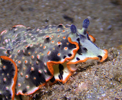 Dermatobranchus ornatus