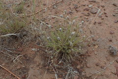 Enneapogon desvauxii