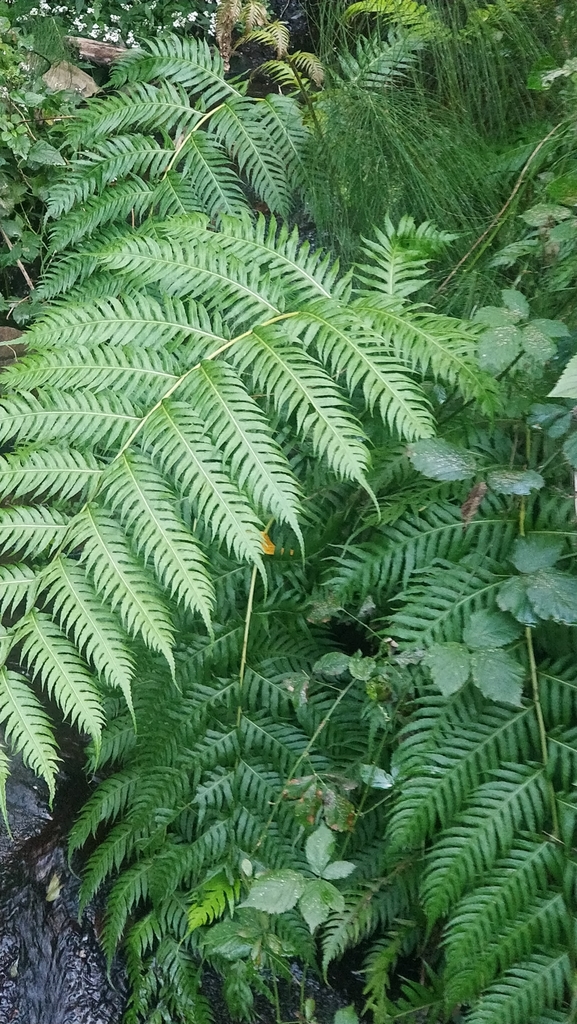 European chain fern from 9225, Portugal on March 06, 2022 at 05:05 PM ...