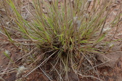 Enneapogon desvauxii