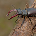 Lucanus cervus - Photo (c) paulcools, μερικά δικαιώματα διατηρούνται (CC BY-NC), uploaded by Paul Cools