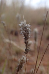 Enneapogon desvauxii