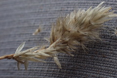 Enneapogon desvauxii