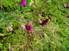 Lathyrus tingitanus