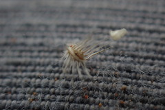 Enneapogon desvauxii