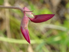Lathyrus tingitanus
