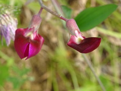 Lathyrus tingitanus